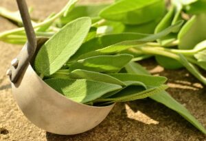 10 Impressive Health Benefits of Sage